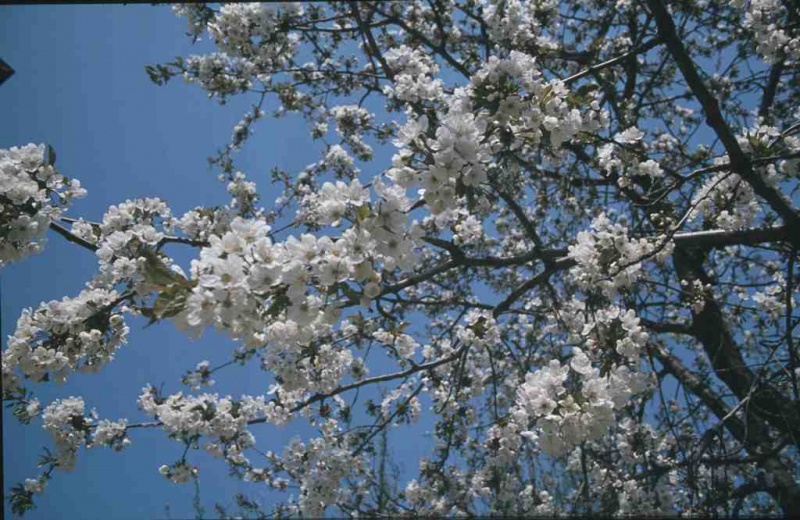 Datei:Frühling Blüten.jpg